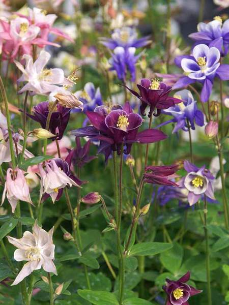 Harangláb színkeverék (Aquilegia 'Biedermeier')