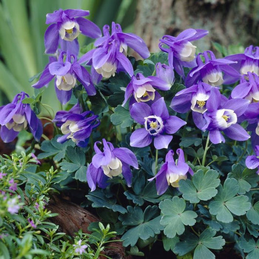 Japán harangláb (Aquilegia flabellata 'Ministar')