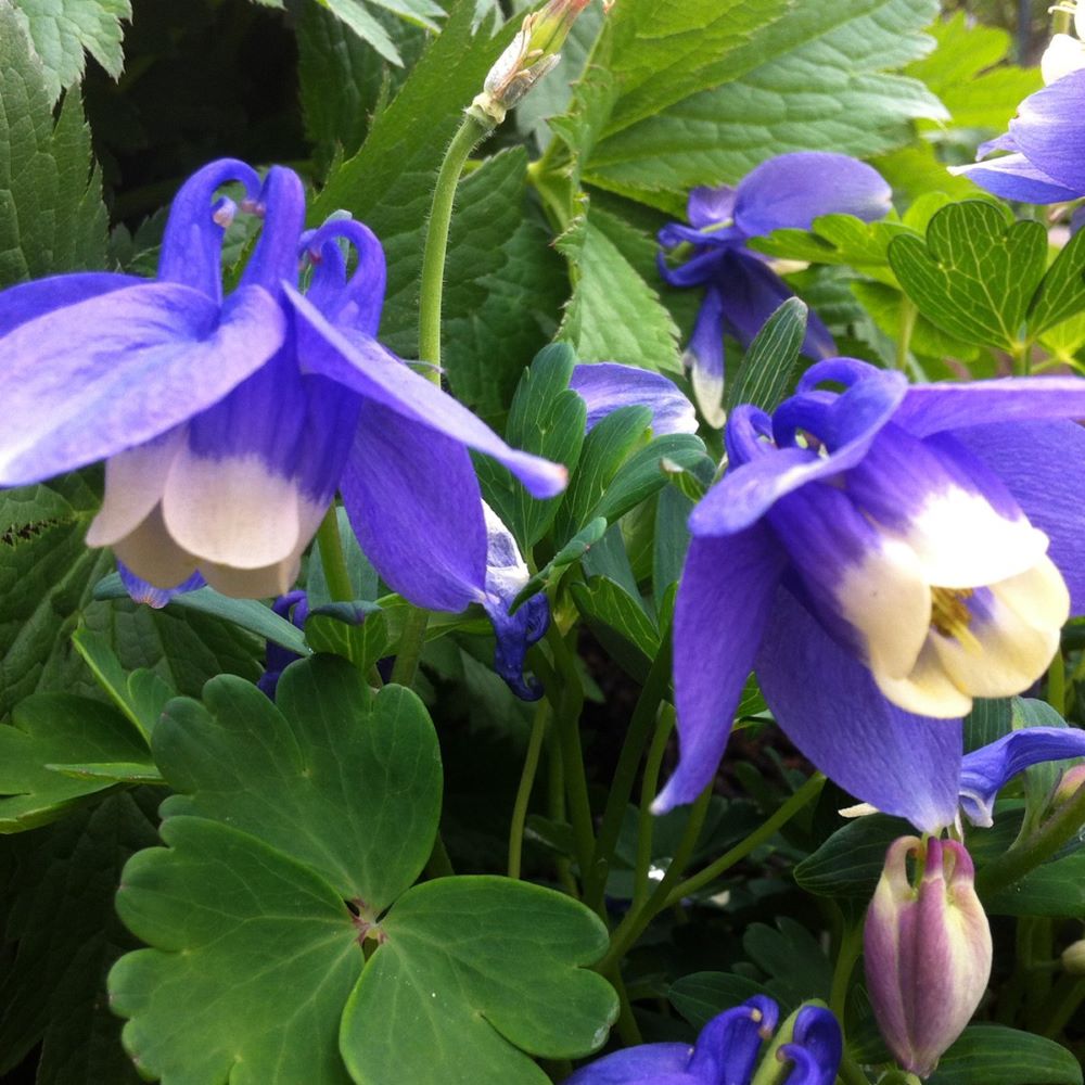 Japán harangláb (Aquilegia flabellata 'Ministar')