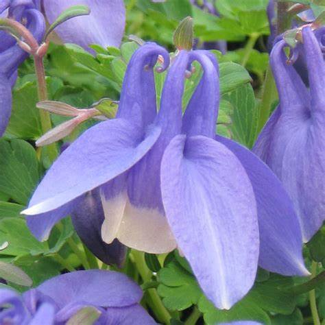 Japán harangláb (Aquilegia flabellata 'Ministar')