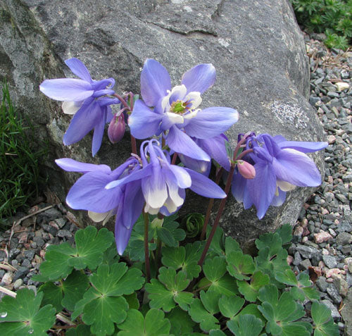 Japán harangláb (Aquilegia flabellata 'Ministar')