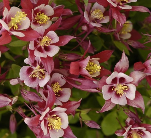 Harangláb (Aquilegia 'Spring Magic Rose and Ivory')