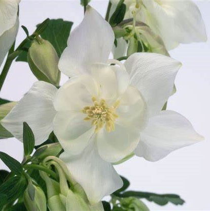 Harangláb (Aquilegia 'Spring Magic White')