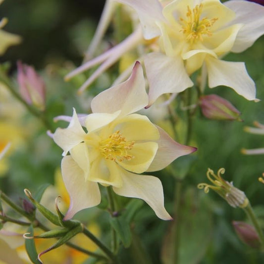 Harangláb (Aquilegia 'Spring Magic Yellow')