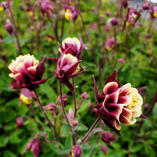 Kerti harangláb (Aquilegia vulgaris 'Winky Double Red & White')