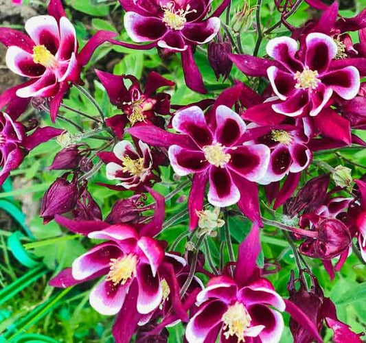 Harangláb (Aquilegia vulgaris 'Winky Red & White')