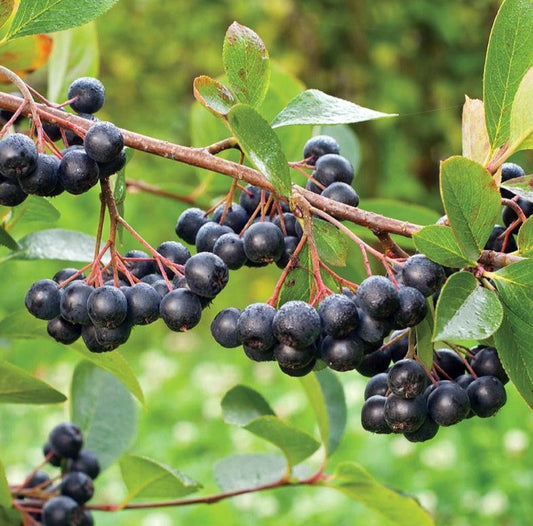 Fekete berkenye (Aronia prunifolia 'Viking')