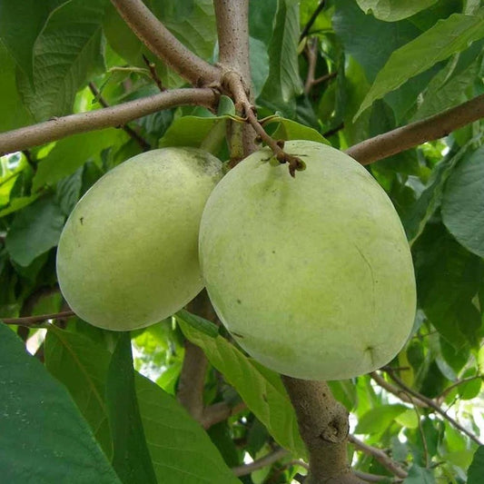 Indián banán (Asimina triloba 'Prima 1216')