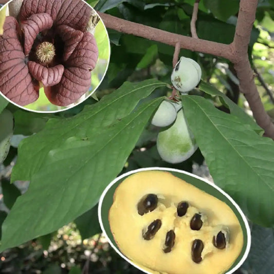 Indián banán (Asimina triloba 'Sunflower')