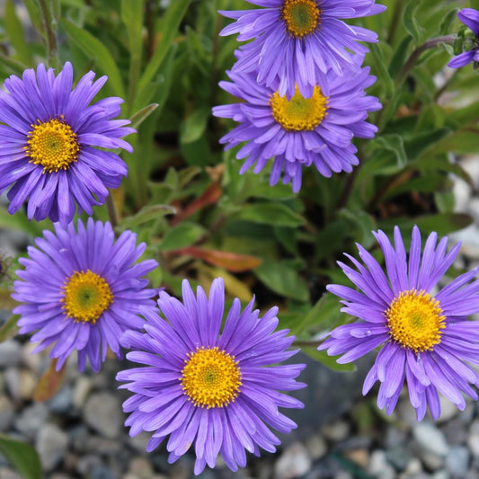 Havasi őszirózsa/gerebcsin (Aster alpinus 'Dunkle Schöne')