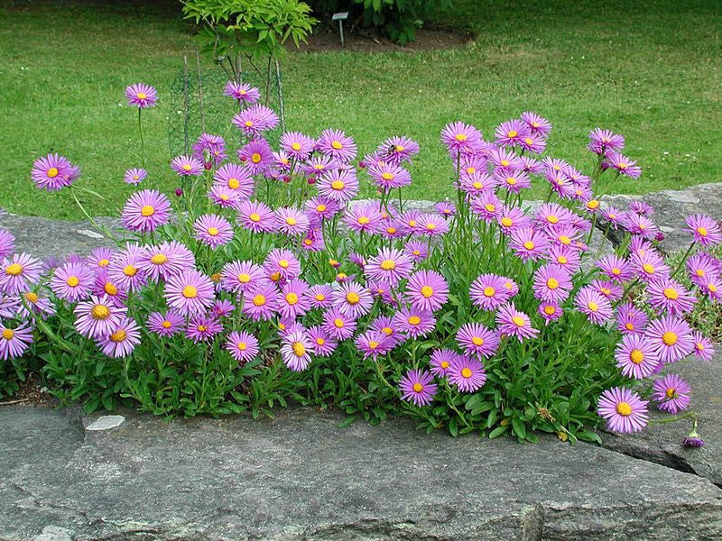 Havasi őszirózsa (Aster alpinus 'Happy End')