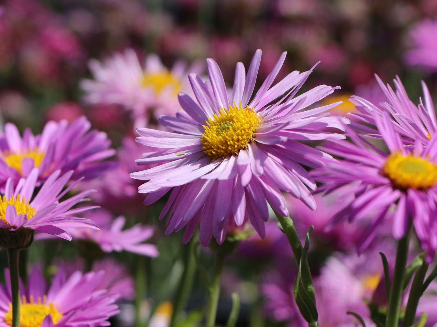 Havasi őszirózsa (Aster alpinus 'Happy End')