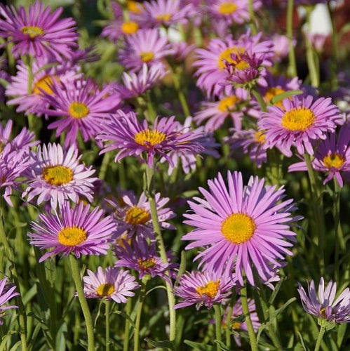 Havasi őszirózsa (Aster alpinus 'Happy End')