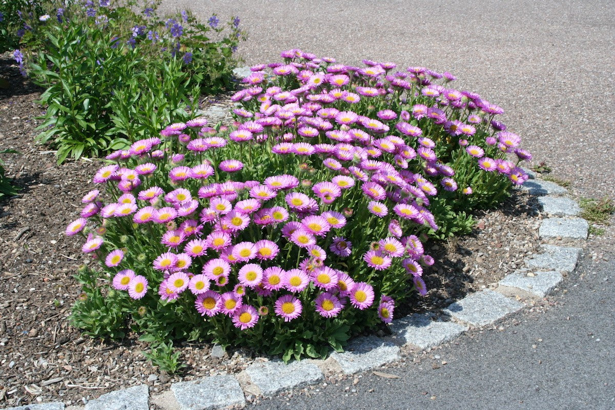 Havasi őszirózsa (Aster alpinus 'Happy End')