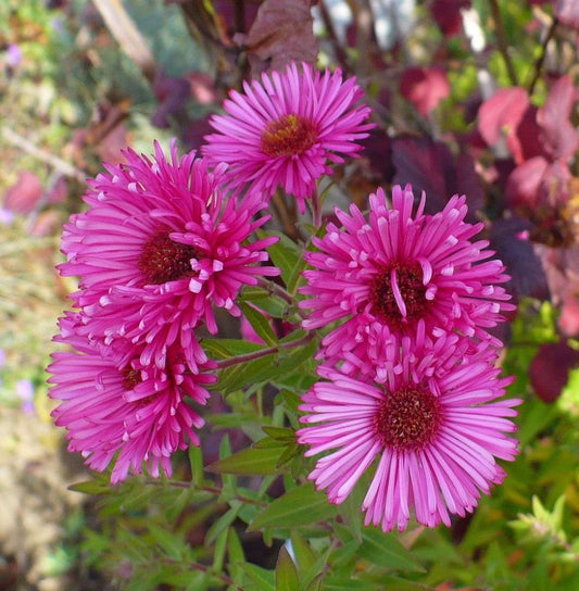 Mirigyes őszirózsa (Aster novae-angliae 'Andenken an Alma Pötschke')