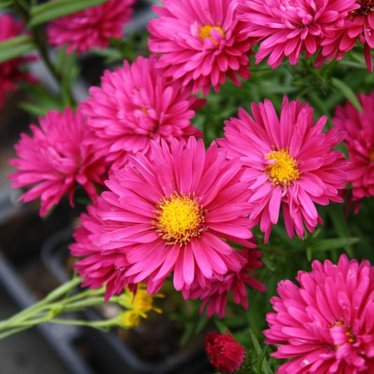 Kopasz őszirózsa (Aster novi-belgii 'Royal Ruby')