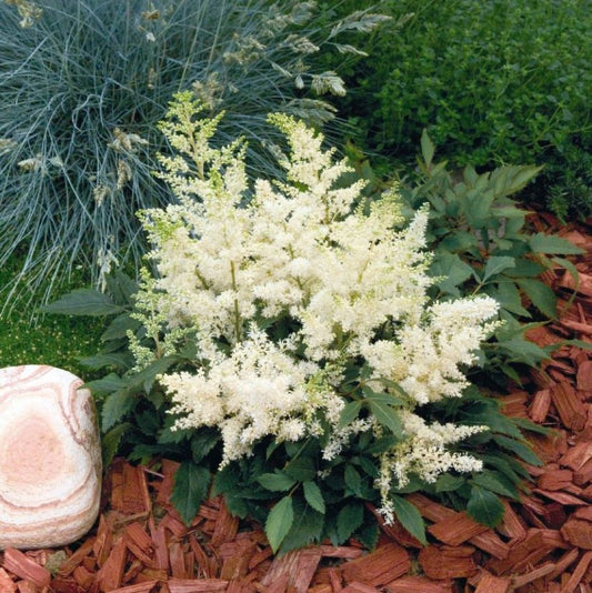 Kerti tollbuga (Astilbe x arendsii 'Astary White')