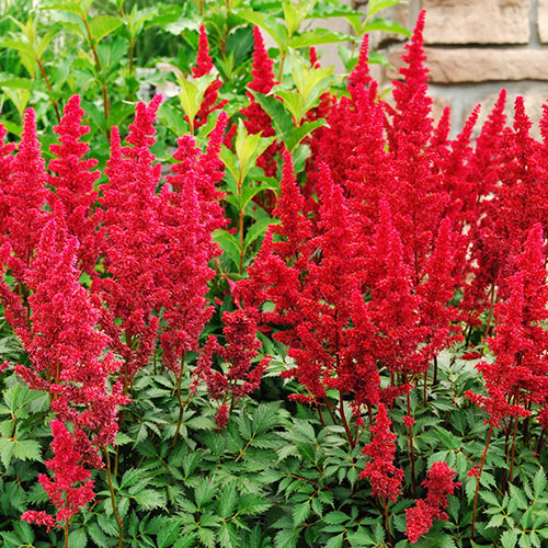 Kerti tollbuga (Astilbe 'Fanal')
