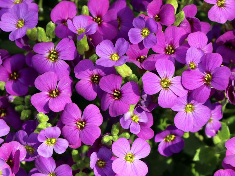 Pázsitviola (Aubrieta 'Hamburger Stadtpark')