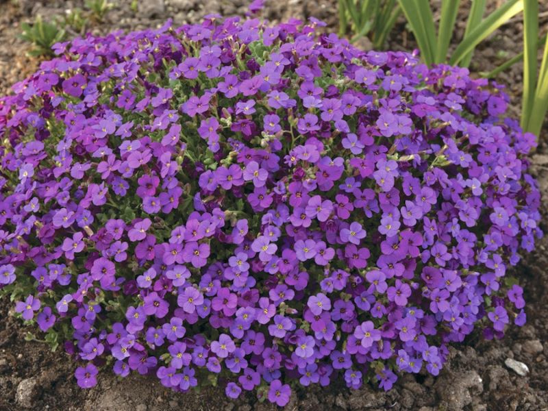 Pázsitviola (Aubrieta 'Hamburger Stadtpark')