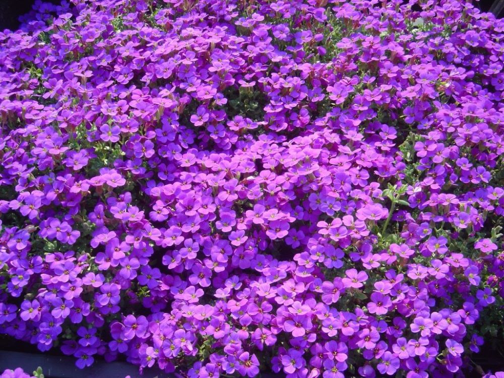 Pázsitviola (Aubrieta 'Hamburger Stadtpark')