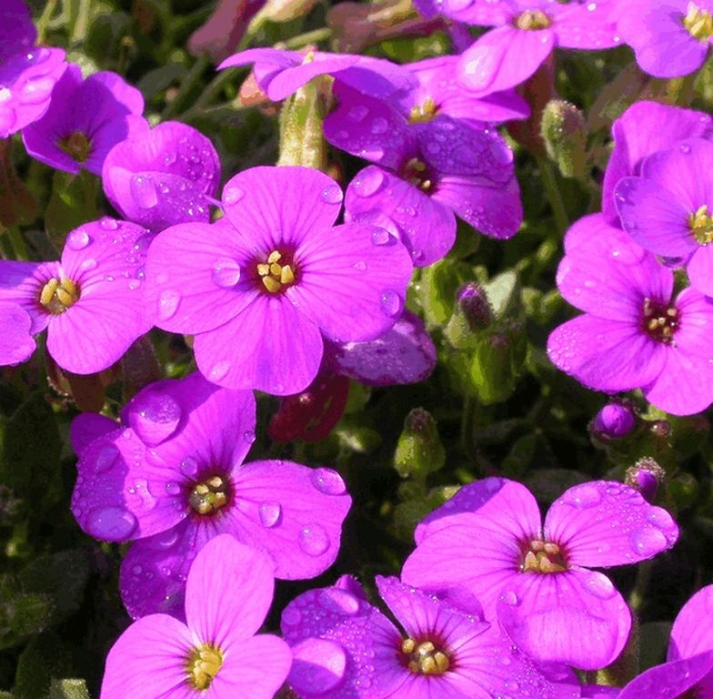 Pázsitviola (Aubrieta 'Hamburger Stadtpark')