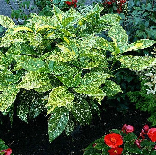 Babérsom (Aucuba japonica 'Variegata')