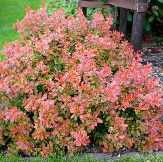 Japán borbolya (Berberis thunbergii 'Admiration')