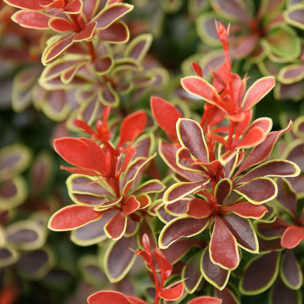 Japán borbolya (Berberis thunbergii 'Admiration')