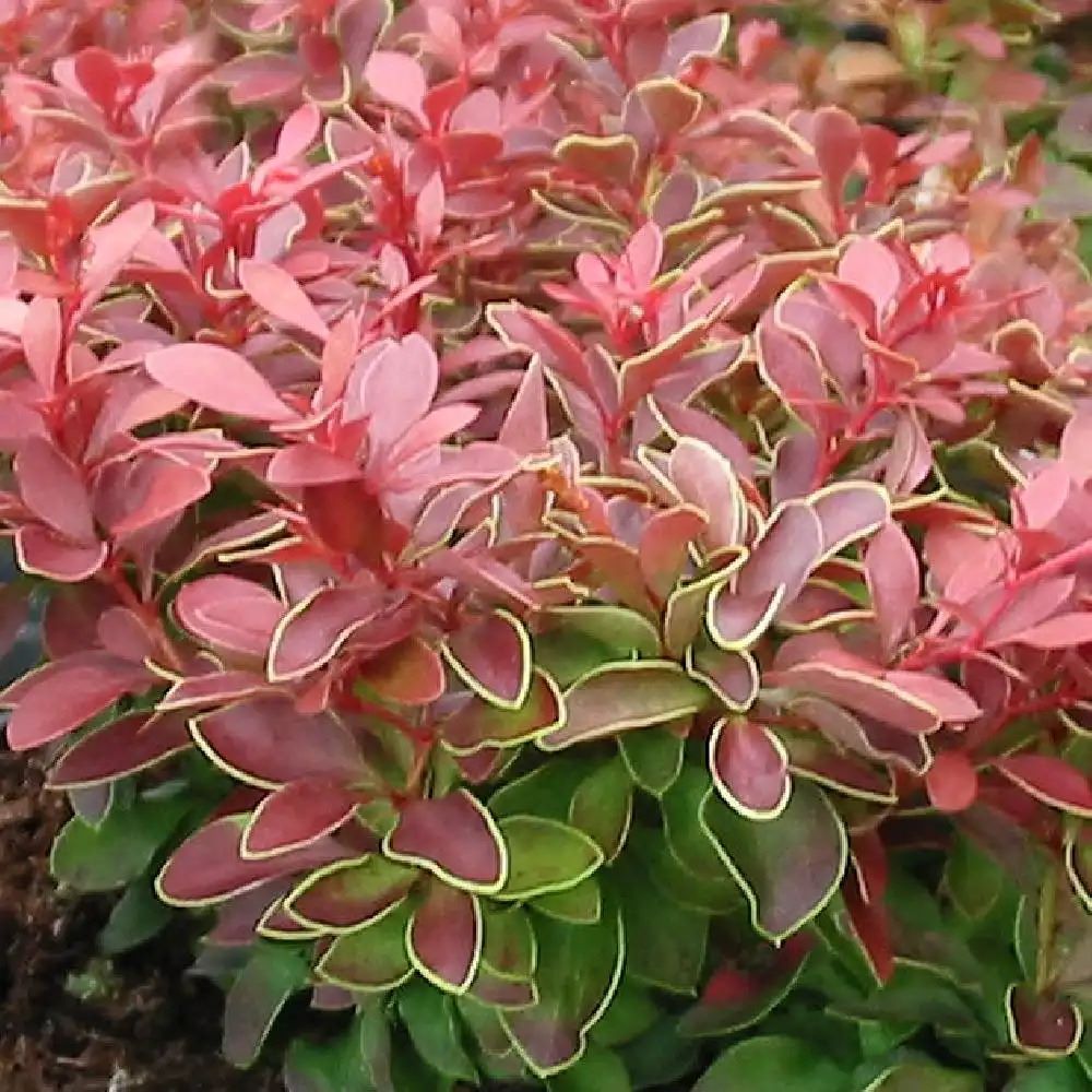 Japán borbolya (Berberis thunbergii 'Admiration')