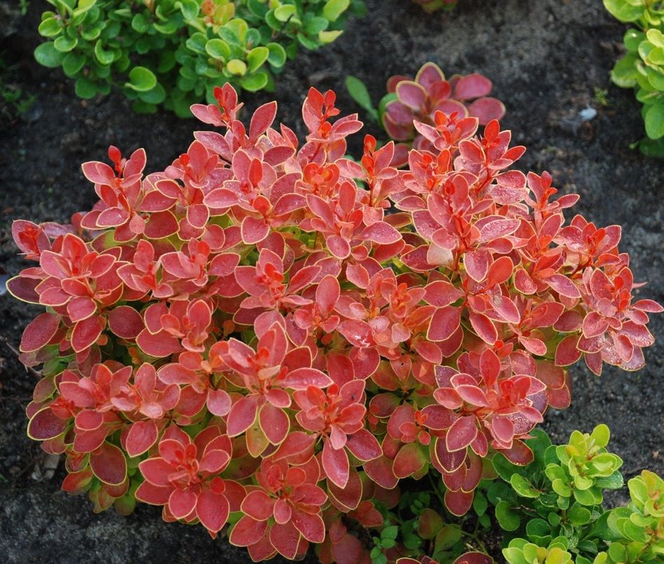 Japán borbolya (Berberis thunbergii 'Admiration')