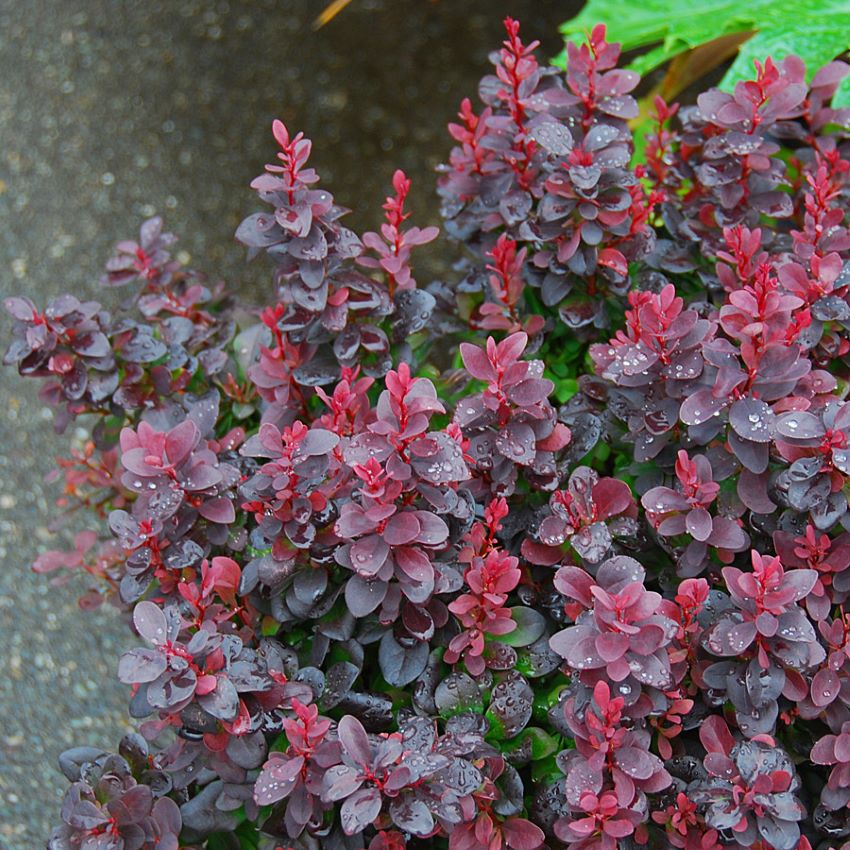 Japán borbolya (Berberis thunbergii 'Concorde')