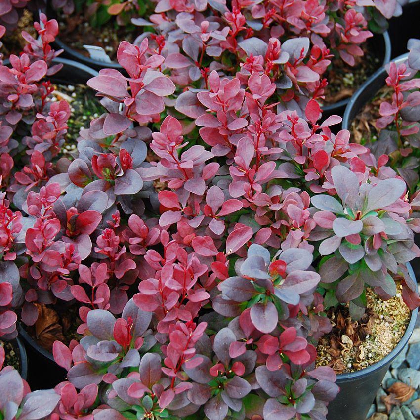 Japán borbolya (Berberis thunbergii 'Concorde')