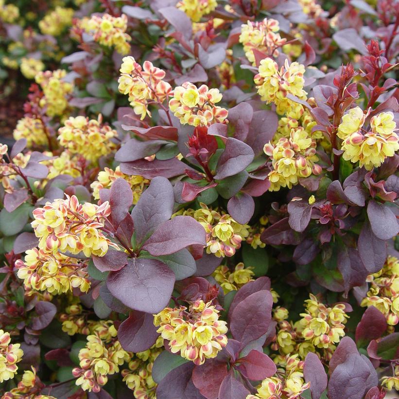 Japán borbolya (Berberis thunbergii 'Concorde')