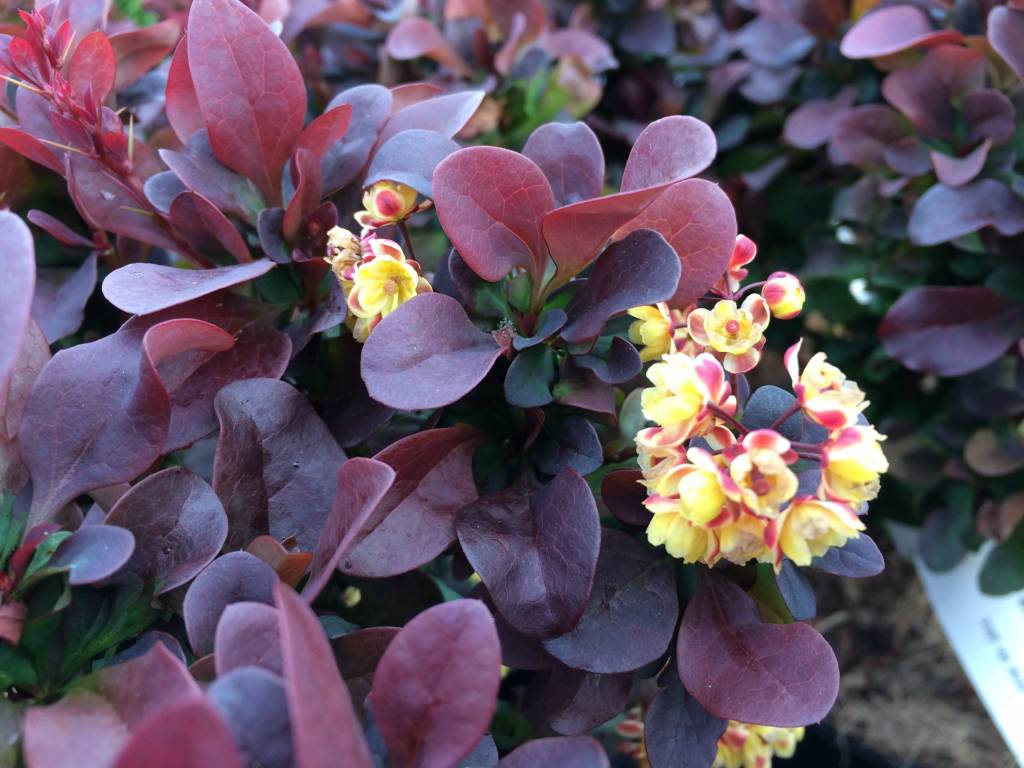 Japán borbolya (Berberis thunbergii 'Concorde')