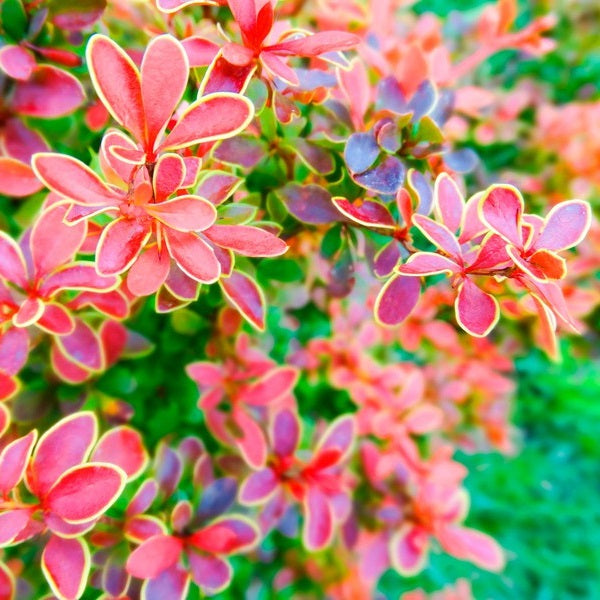 Japán borbolya (Berberis thunbergii 'Coronita')