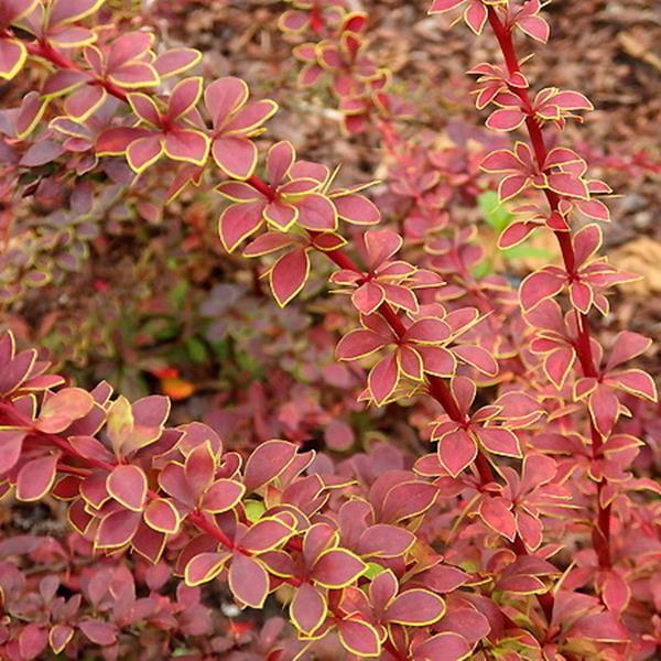 Japán borbolya (Berberis thunbergii 'Coronita')