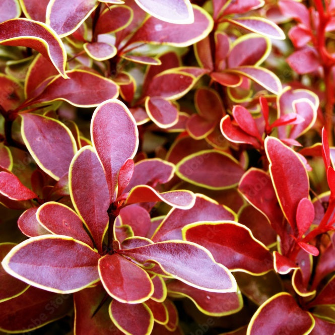 Japán borbolya (Berberis thunbergii 'Coronita')