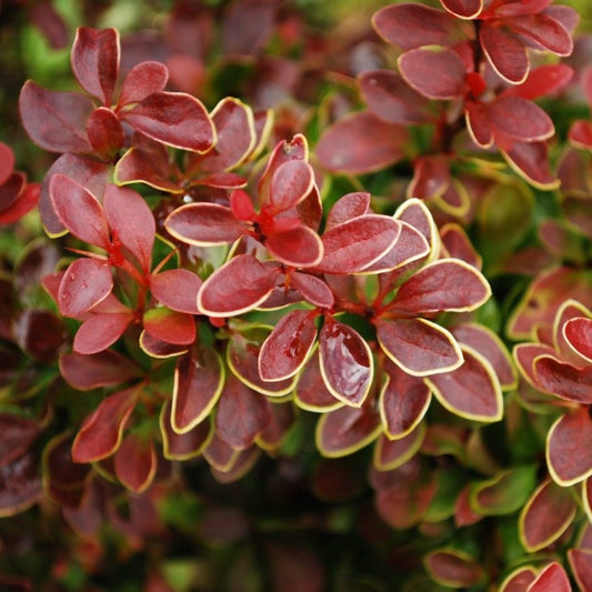 Japán borbolya (Berberis thunbergii 'Coronita')