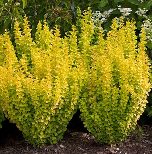 Oszlopos japán borbolya (Berberis thunbergii 'Golden Rocket'®)