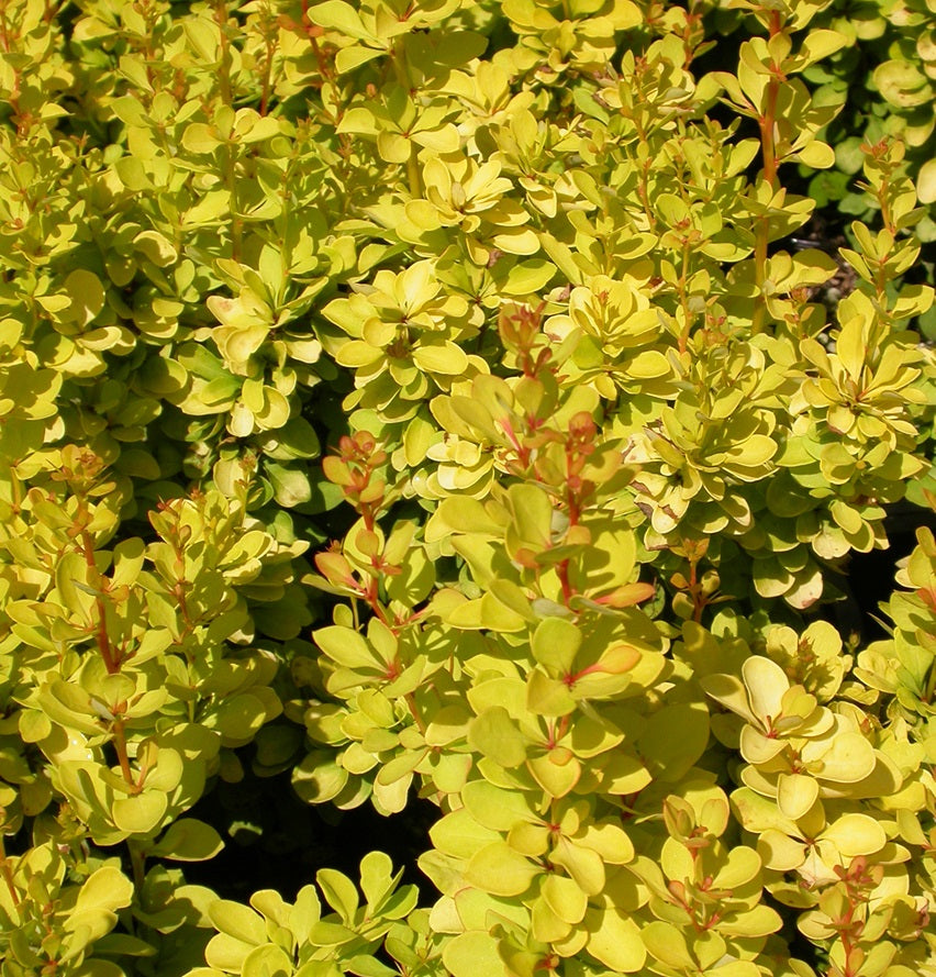 Japán borbolya (Berberis thunbergii 'Maria')