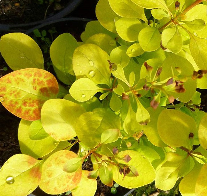 Japán borbolya (Berberis thunbergii 'Maria')