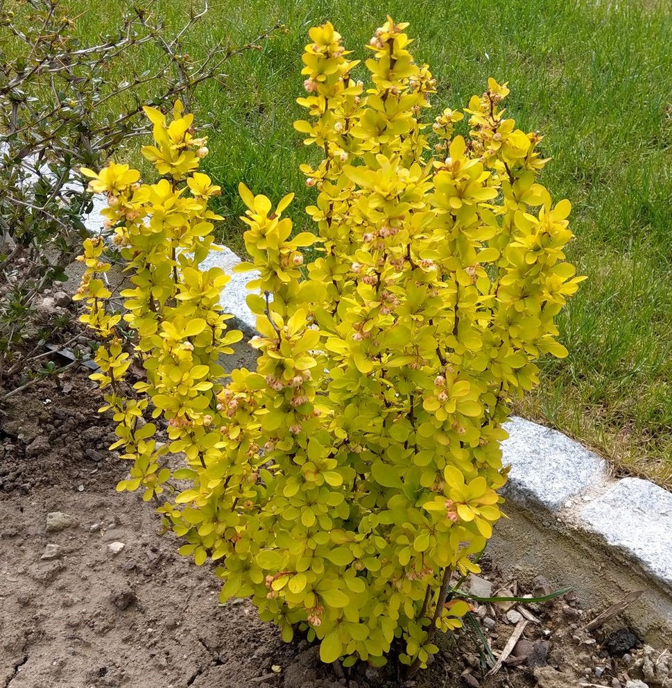 Japán borbolya (Berberis thunbergii 'Maria')