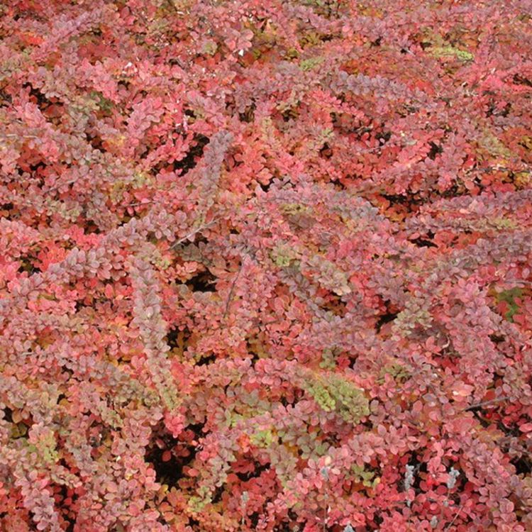 Japán borbolya (Berberis thunbergii 'Red Carpet')