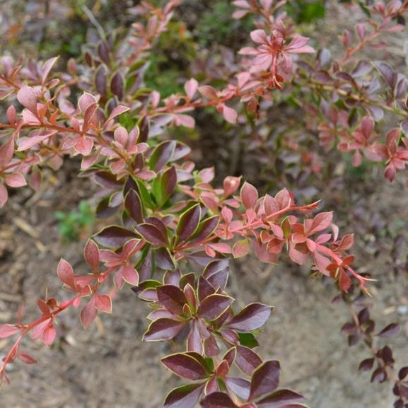 Japán borbolya (Berberis thunbergii 'Red Carpet')