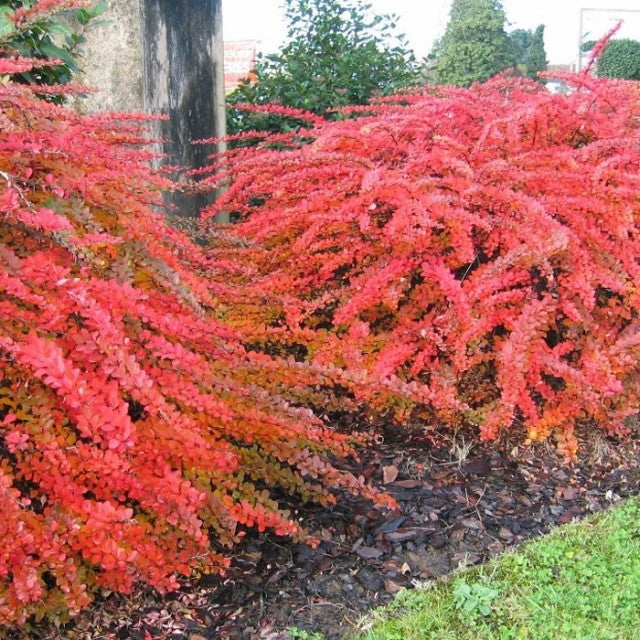 Japán borbolya (Berberis thunbergii 'Red Carpet')