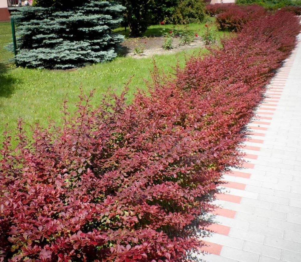 Japán borbolya (Berberis thunbergii 'Red Carpet')