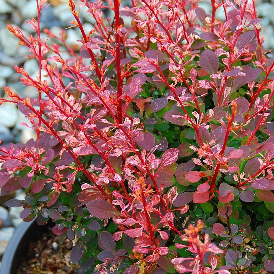 Japán borbolya (Berberis thunbergii 'Rose Glow')