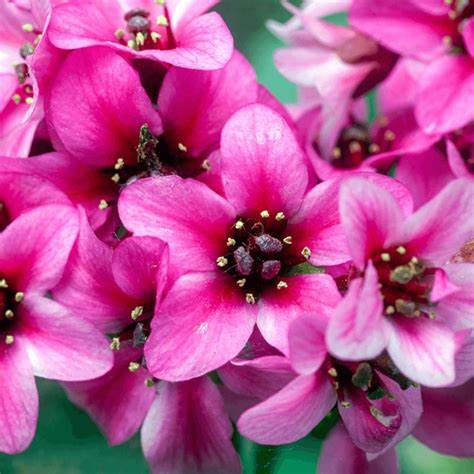 Bőrlevél (Bergenia 'Sakura')