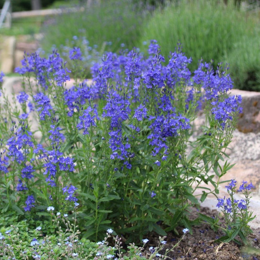 Gamandor veronika (Veronica teucrium 'Azurit')